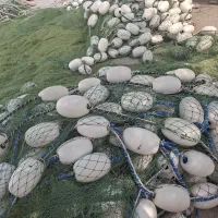طور محاصرای (جل ماهی)
