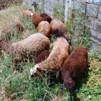میش بره درجه یک