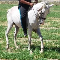 مادیون سواری دار با کره 8 ماه|اسب و تجهیزات اسب‌سواری|تهران, فلسطین (میدان انقلاب)|دیوار