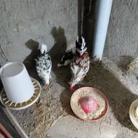 مرغ و خروس جوجه اوردک