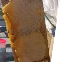 «عسل طبیعی کوهستان طارم و سبلان مستقیم از زنبوردار|خوردنی و آشامیدنی|تهران, زنجان جنوبی|دیوار