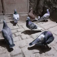 ۶‌عدد‌‌مجسمه‌کبوتر