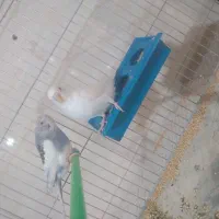 یک جفت مرغ عشق با قفس