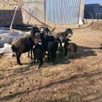 ۳ راس گوسفند|حیوانات مزرعه|دوتپه, |دیوار