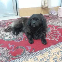 سگ پا کوتاه مشکی با ادب واکسن خورده