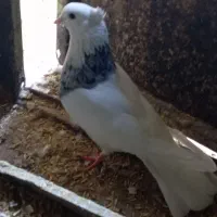 طوق الماسی وجوجه پلاکی|پرنده|طبس, |دیوار