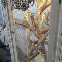 عروس هلندی