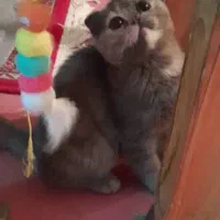 گربه اسکاتیش بلو|گربه|شیراز, عفیفآباد|دیوار