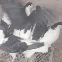 کبوتر کفتر ساده