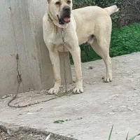 سگ الابای خالص