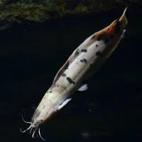 گربه ماهی افریقایی بزرگ