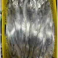 فروش یال اسبی(اسپک)