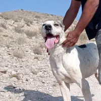 بولی خراسانی