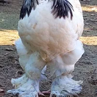 تخم نطفه دار و جوجه برهما اصل