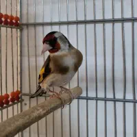 سقا سهره نر دورگ مست خون