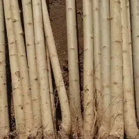 صنوبر نیگرا