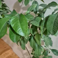 درخته بهار نارنج و درختچه فردوس|گل و گیاه طبیعی|ارومیه, |دیوار