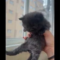 گربه اسکاتیش ،پرشین|گربه|تبریز, |دیوار