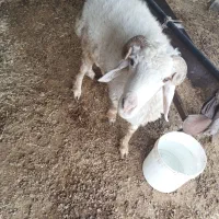 قوچ|حیوانات مزرعه|قلعه گنج, |دیوار