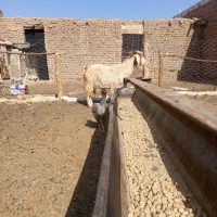 سلام دوستان دوراس بز سه ماه اوست|حیوانات مزرعه|رشتخوار, |دیوار