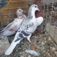 فروش ۴ عدد کفتر
