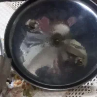 آرام پز نو فقط دکور بوده توی اشپزخانه