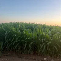 200جریب چاه گلخانه گاوداری باپروانه مرغداری کارخان