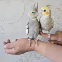 عروس هلندی دستی خاکستری و مرواریدی و لوتینو بالغ