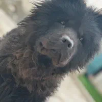 سگ چاو‌چاو بلک|سگ|مشهد, امیریه|دیوار