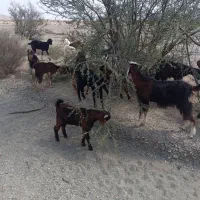 چندتا بز ومیش فروشی|حیوانات مزرعه|قصرقند, |دیوار