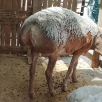 بره چاق