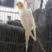 عروس هلندی نر