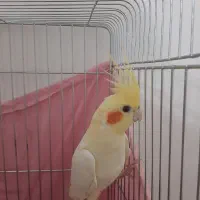 پرنده فروشی|پرنده|ماهدشت, |دیوار