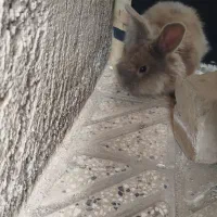 خرگوش لپی|موش و خرگوش|نیشابور, سرآب کوشک|دیوار