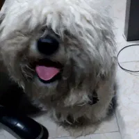 پا کوتاه تریر