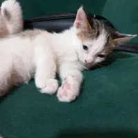 ۲ عدد بچه گربه|گربه|پرند, فاز ۶|دیوار