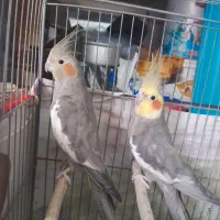 عروس هلندی