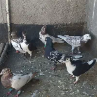 کفتر رنگه صید|پرنده|مشهد, کوی سیدی|دیوار
