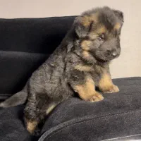 سگ ژرمن شپرد شولاین ماده کینگ سایز