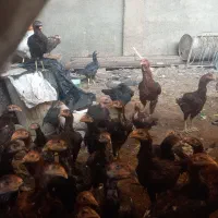 جوجه لاری|حیوانات مزرعه|یزد, |دیوار