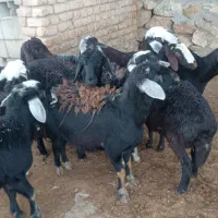 ده راس بره ماده قزل افشار اصل زغالی درجه یک.شیشک