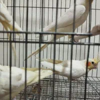 عروس لوتینو جفت