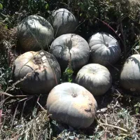 کدوحلوایی شیرین|خوردنی و آشامیدنی|بهار, |دیوار