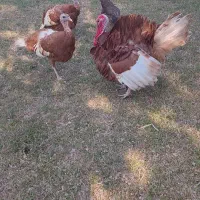 بوقلمون بورن بورن