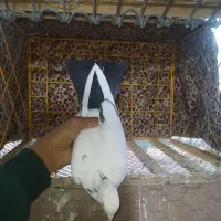 کبوتر|پرنده|نگین شهر, |دیوار