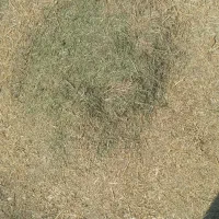 یونجه وهمه گیاه
