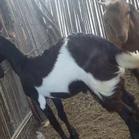 فروش ۲راس کهره نر پاکستانی|حیوانات مزرعه|رودان, |دیوار