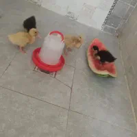 اردک