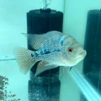 فلاور|ماهی|تربت‌حیدریه, مظفریه|دیوار