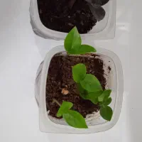 گل طبیعی|گل و گیاه طبیعی|سارال, |دیوار